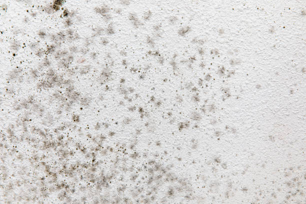 Best Mold-Related Health Consultation  in Cypress, CA